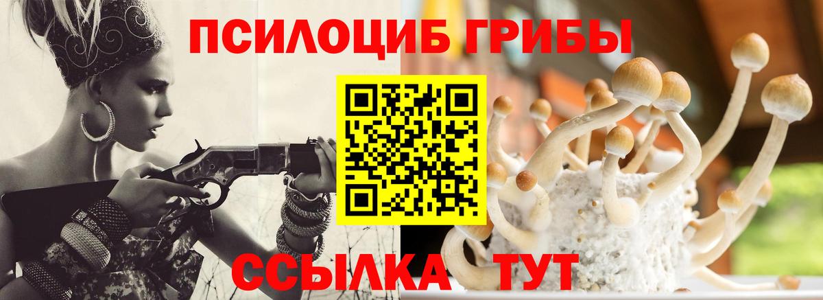 Галлюциногенные грибы Psilocybine cubensis Кингисепп